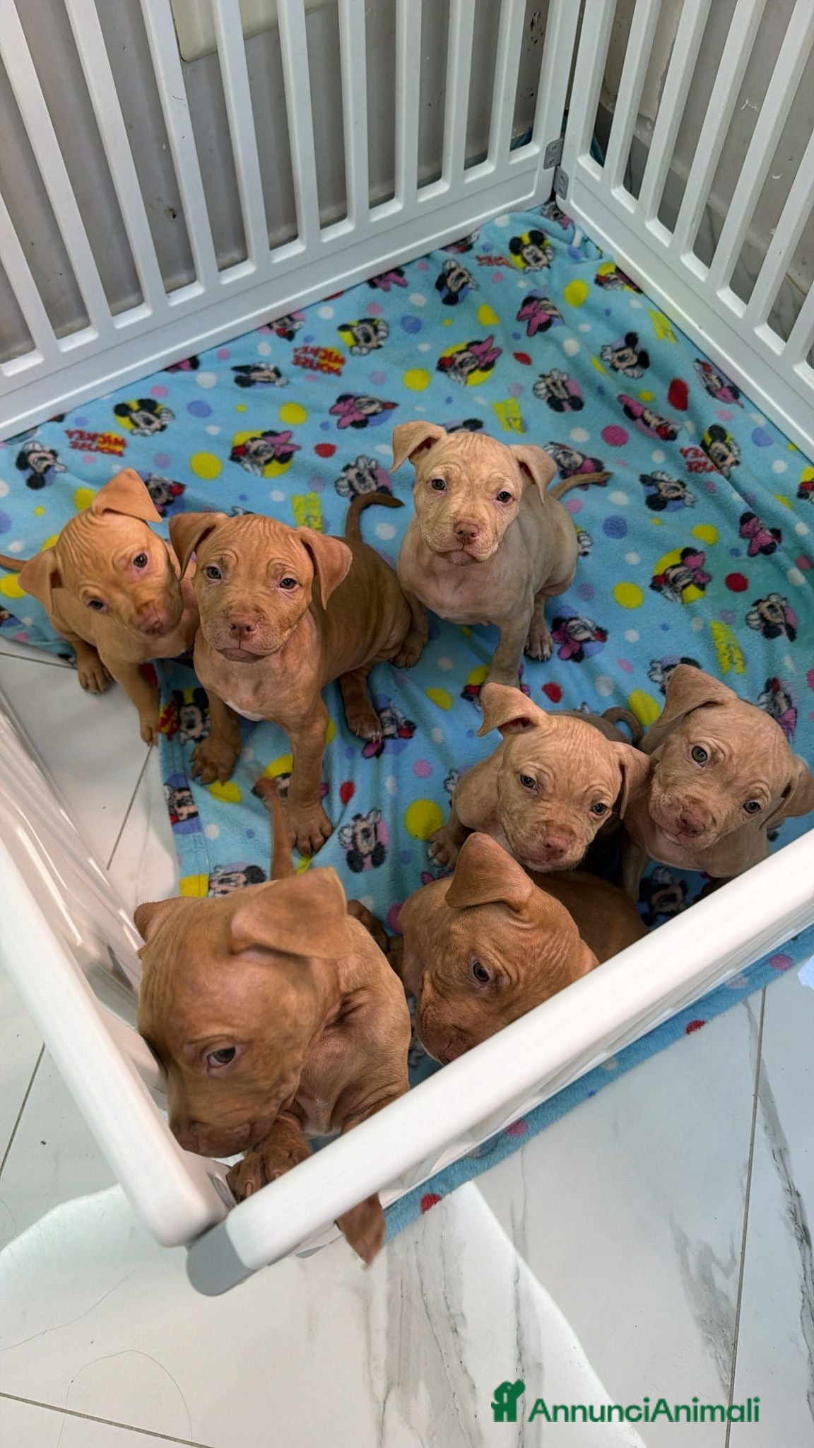 Pitbull cani Pit Bull Red nose - Annuncio 1