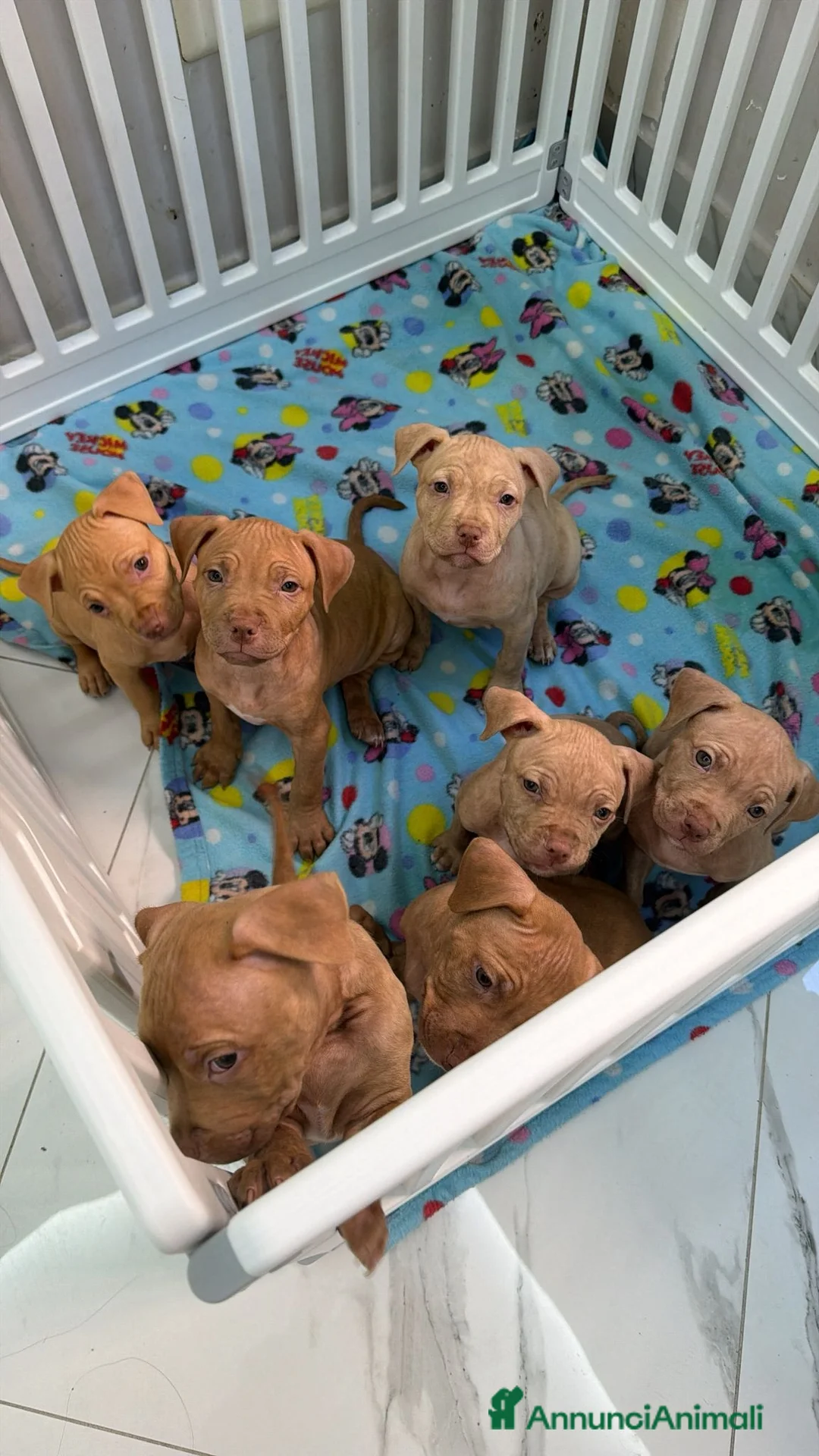 Pitbull cani in vendita: Pit Bull Red nose - Annuncio 1