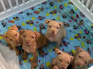 Pitbull cani Pit Bull Red nose - Annuncio 1