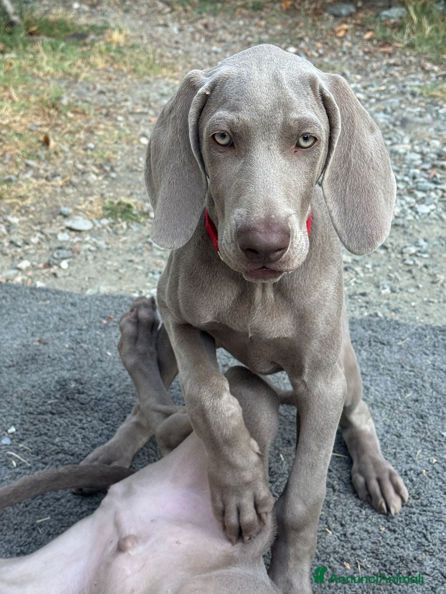 Weimaraner cani MERAVIGLIOSA CUCCIOLA di WEIMARANER  - Annuncio 11