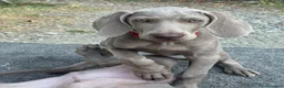 Weimaraner cani in vendita: MERAVIGLIOSA CUCCIOLA di WEIMARANER  - Annuncio 1