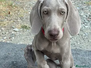 Weimaraner cani MERAVIGLIOSA CUCCIOLA di WEIMARANER - Annuncio 11