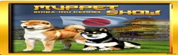 Shiba Inu cani in vendita: Shiba inu cuccioli  - Annuncio 9