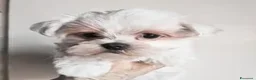 Maltese cani in vendita: Cuccioli maltese con pedigree - Annuncio 2