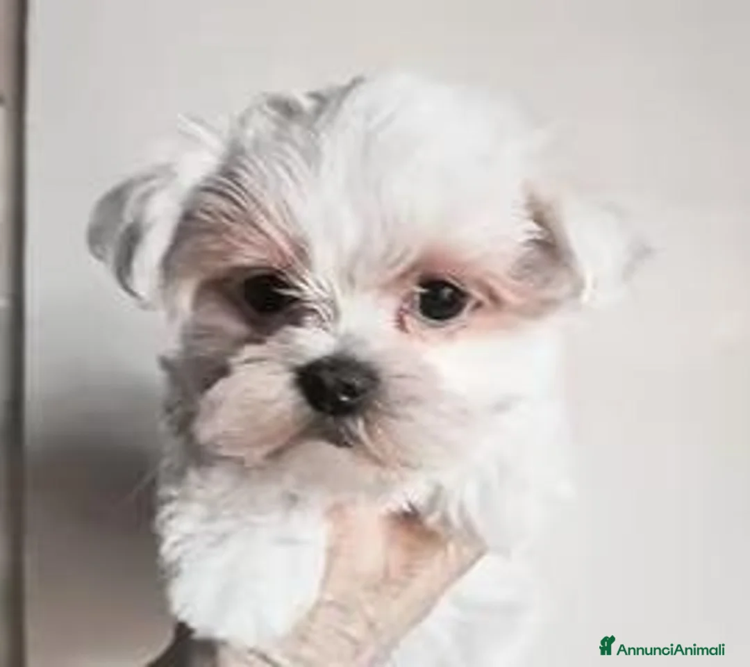 Maltese cani in vendita: Cuccioli maltese con pedigree - Annuncio 2