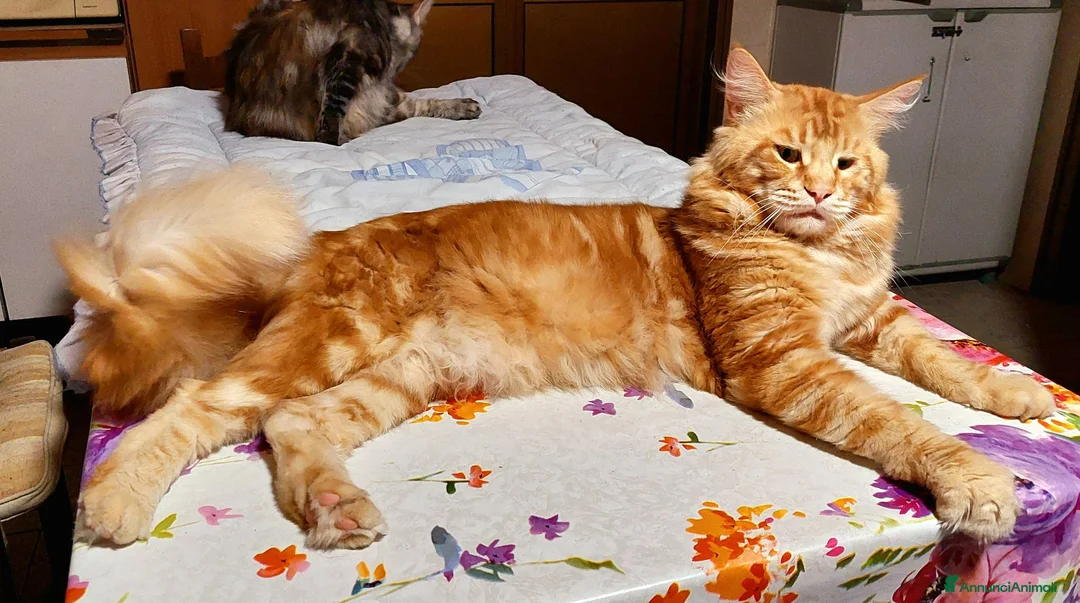 Maine Coon gatti in vendita: Maine Coon tabby cucciole gemelle - Annuncio 8