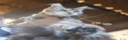 Maine Coon gatti in vendita: Cuccioli maine coon - Annuncio 3