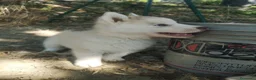 Husky cani in vendita: Husky a Provincia di Perugia - Annuncio 2