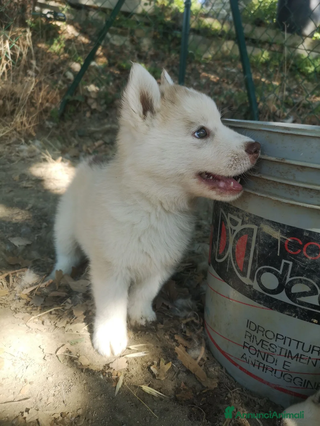Husky cani in vendita: Husky a Provincia di Perugia - Annuncio 2