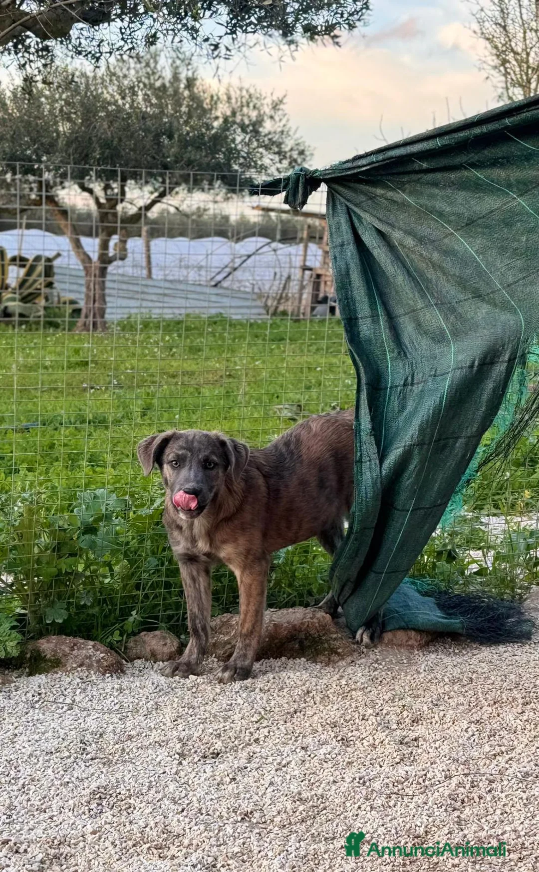 Altre razze cani in regalo: GINA GILDA GIULIO E GRETA - Annuncio 5