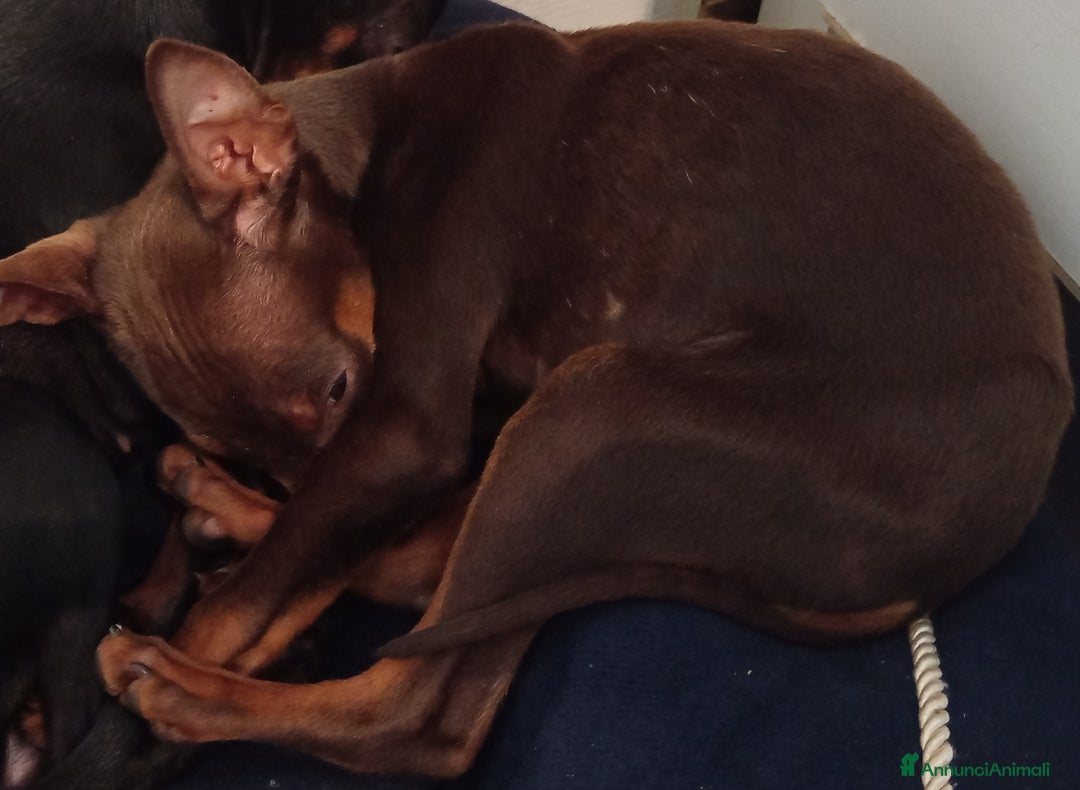 Pinscher Miniatura cani in vendita: Cucciolo di Pinscher bicolore focato  - Annuncio 4