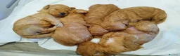 Barboncino Toy cani in vendita: Barboncino minitoy  - Annuncio 2