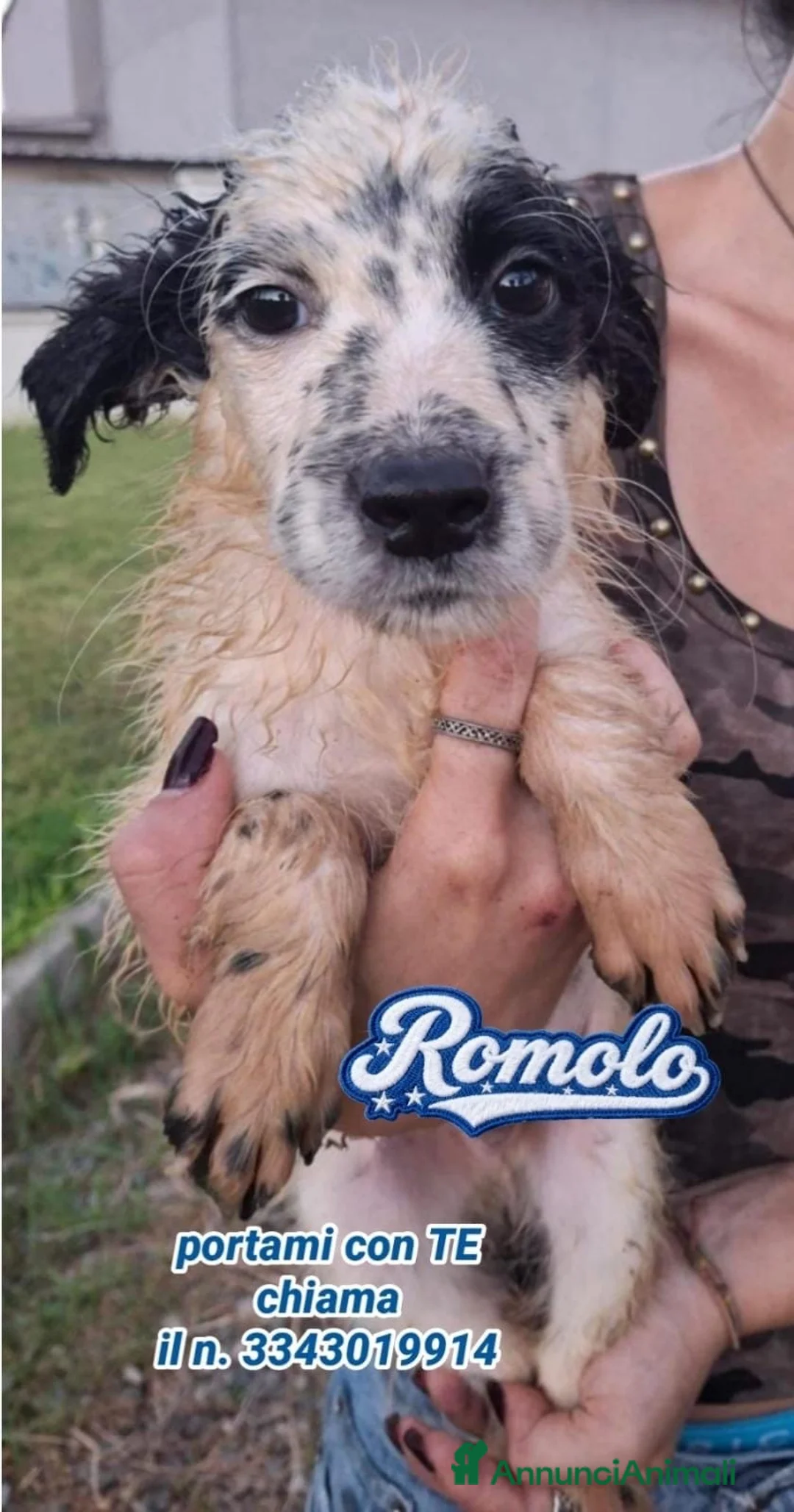 Meticcio cani in regalo: ROMOLO 💙QUEL MUSINO È IMPOSSIBILE DA DIMENTICARE! a Provincia di Padova - Annuncio 2
