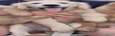 Poldo
