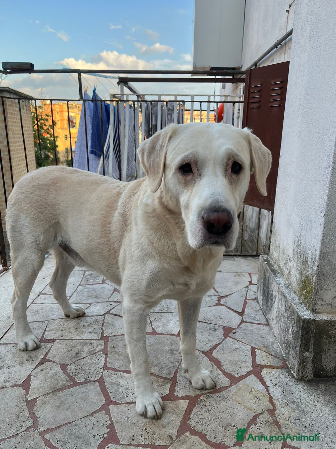 Labrador cani per accoppiamento: Labrador maschio cerca compagna per accoppiamento - Immagine 5