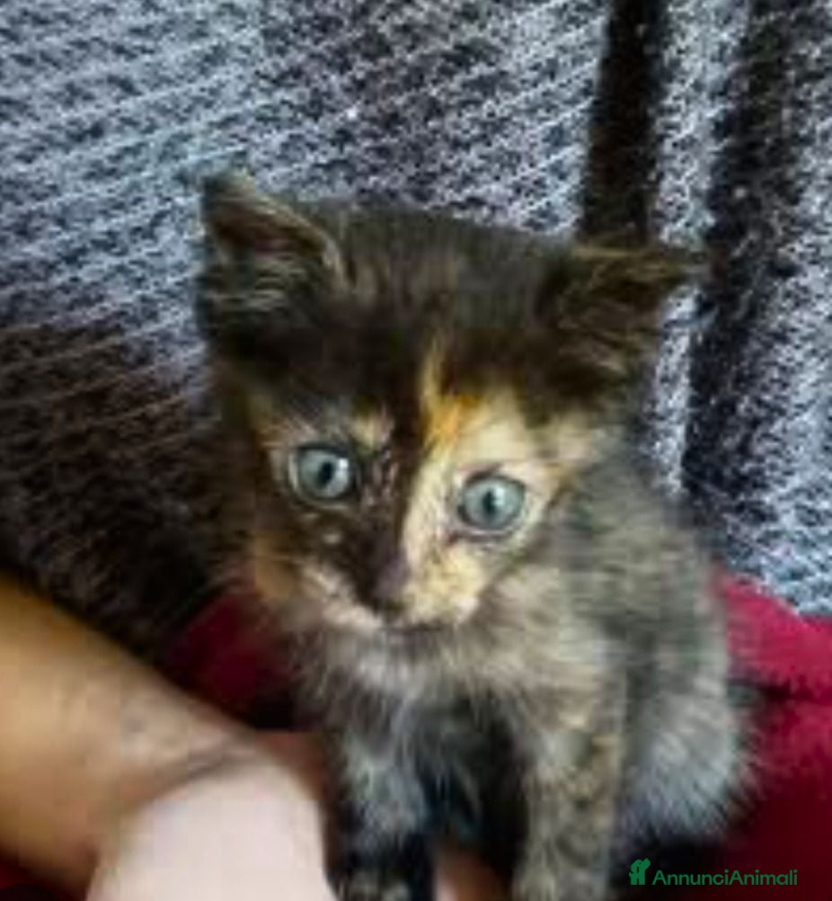 Europeo gatti Gattina squama di tartaruga - Annuncio 4
