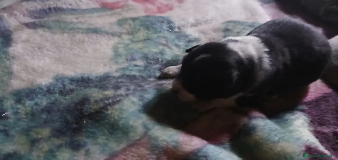 Immagine della galleria {{count}}