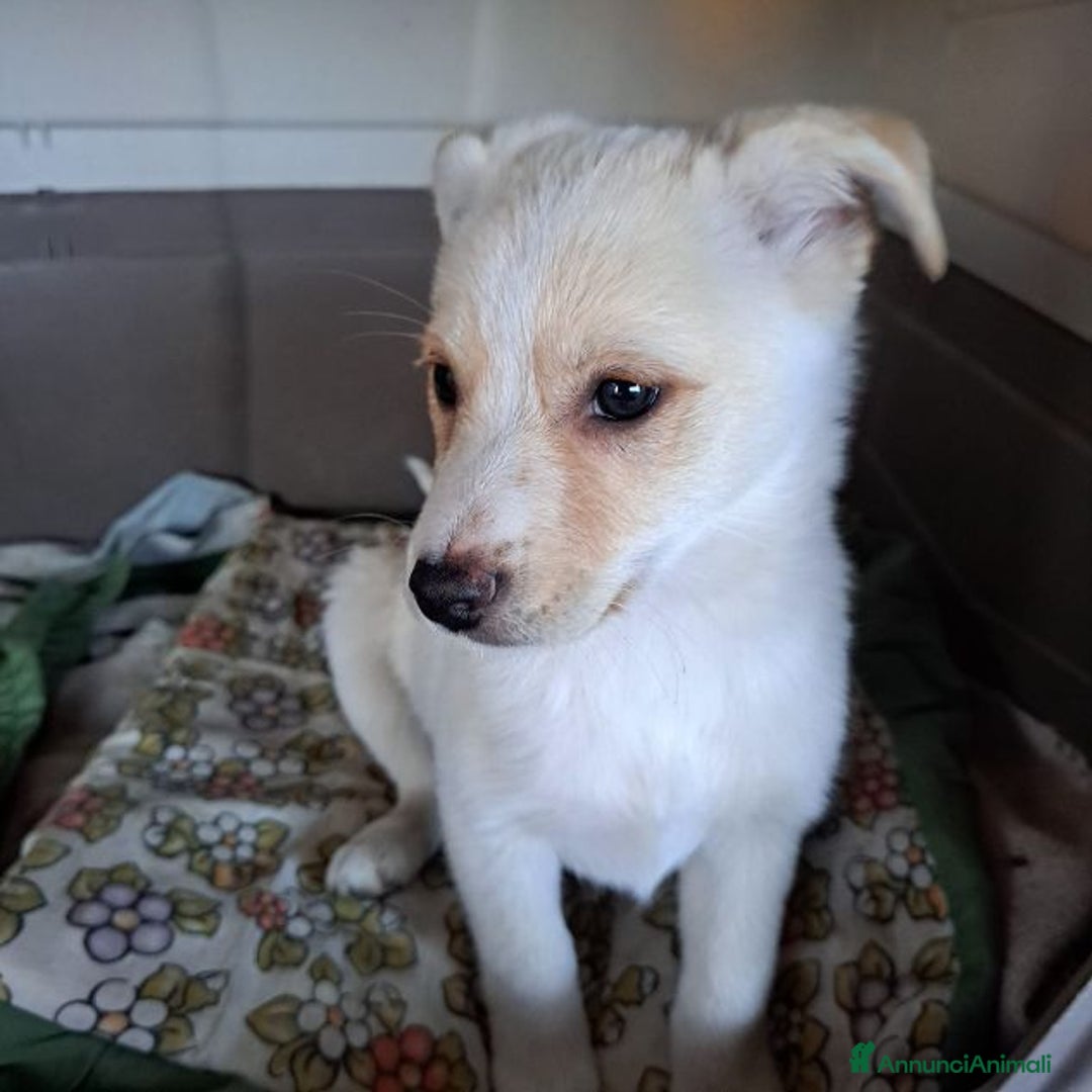 Meticcio cani in regalo: ROMY affettuosa tg piccola - Annuncio 4