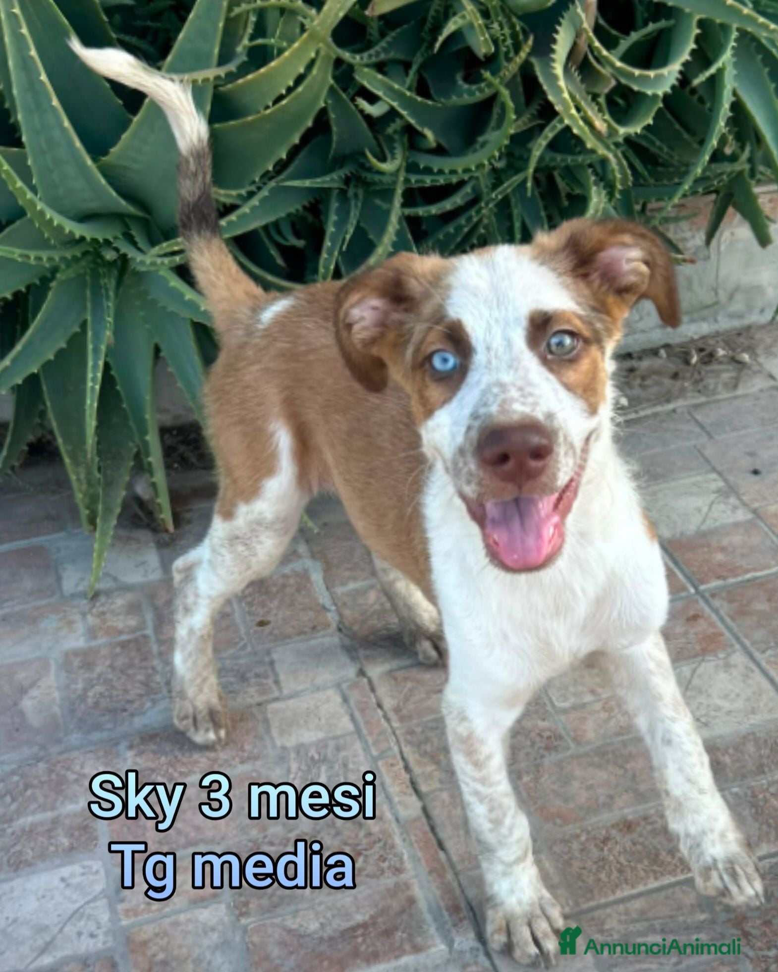 Meticcio cani CUCCIOLI ABBANDONATI: EMERGENZA  - Annuncio 2