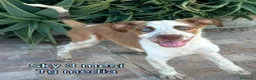 Meticcio cani in regalo: CUCCIOLI ABBANDONATI: EMERGENZA  a Città metropolitana di Milano - Annuncio 1