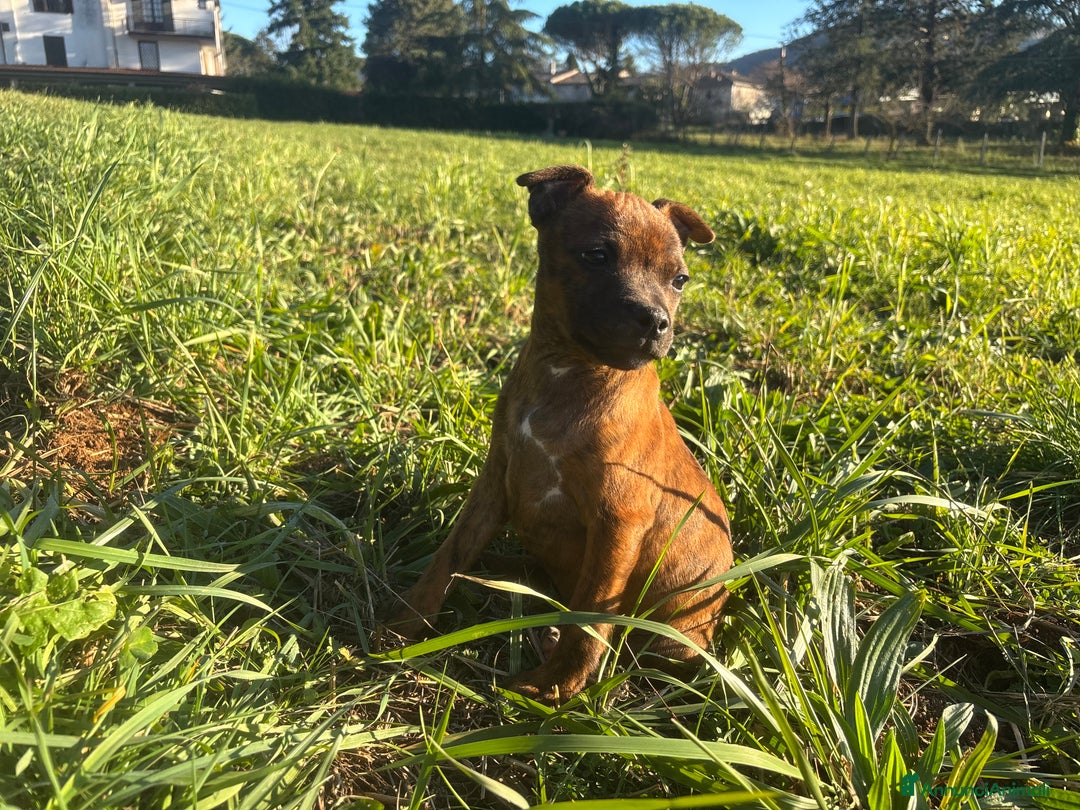 Staffordshire cani in vendita: STAFFIRDSHIRE BULL TERRIER - Annuncio 3