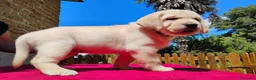 Labrador cani in vendita: Cucciolo labrador miele  - Annuncio 3