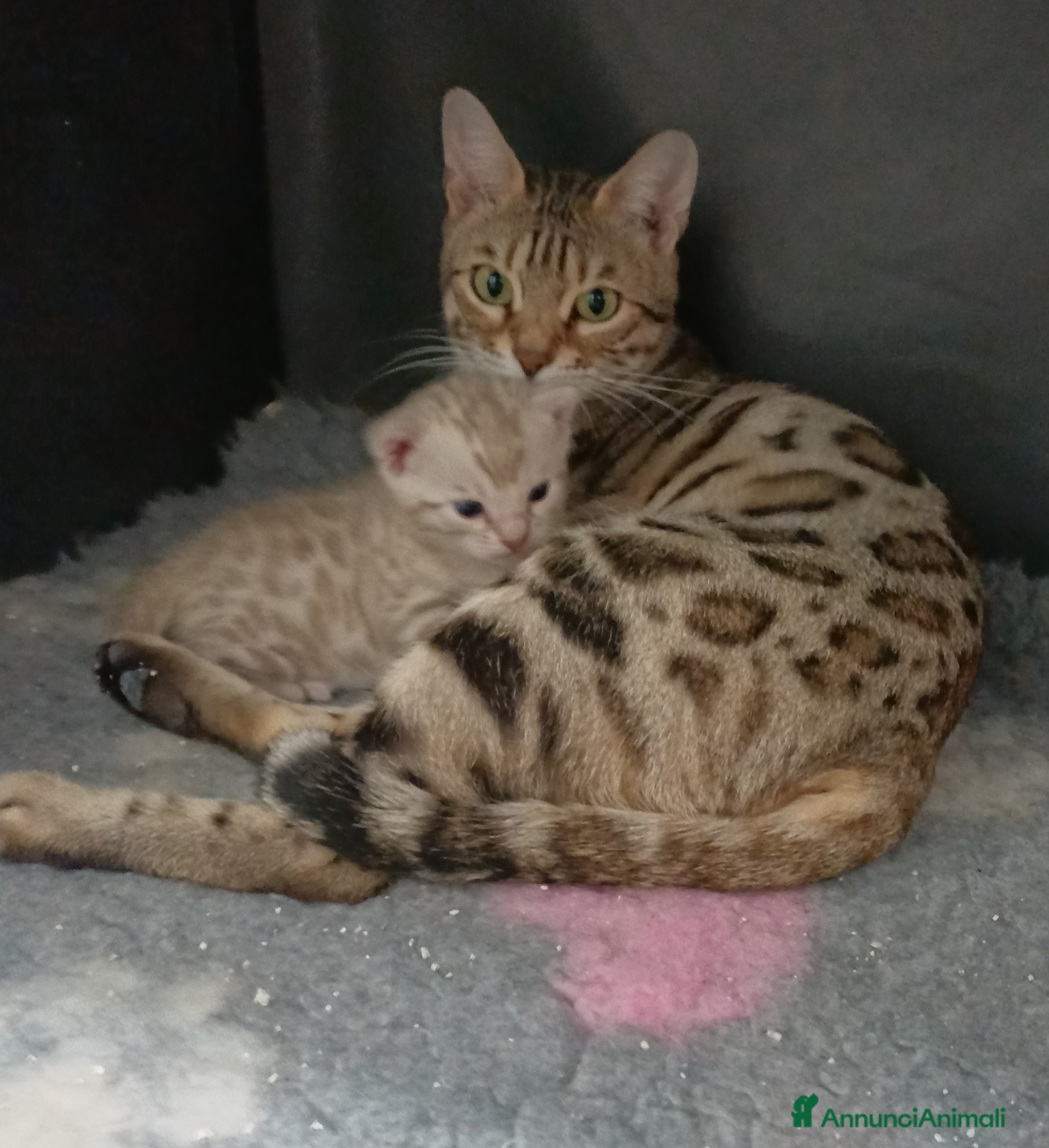 Bengala gatti Gatto del bengala  - Annuncio 3