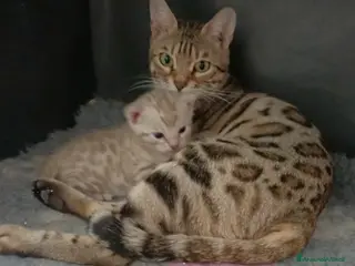 Bengala gatti Gatto del bengala - Annuncio 3