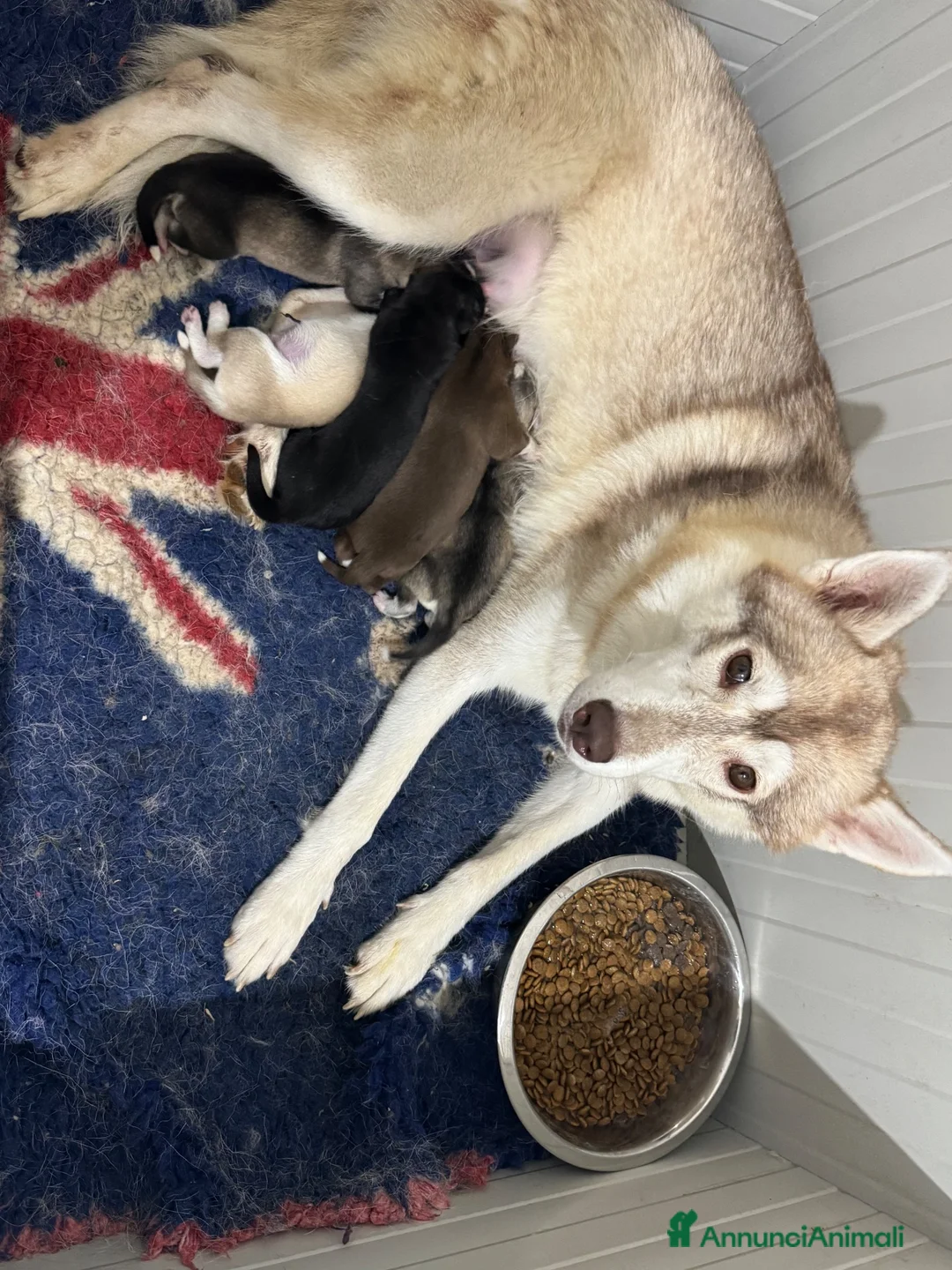 Husky cani in vendita: Cuccioli Siberian Husky - Annuncio 1