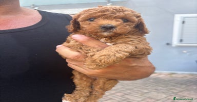 Barboncino cani a Provincia di Varese - Annuncio 7