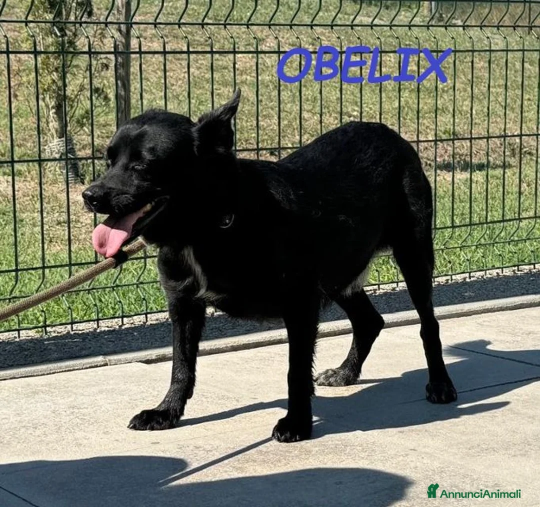 Meticcio cani in regalo: OBELIX affettuoso ed allegro tg picc. - Annuncio 5