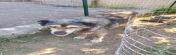 Meticcio cani in regalo: Cedesi meticcio Tore a Città metropolitana di Roma Capitale - Annuncio 3