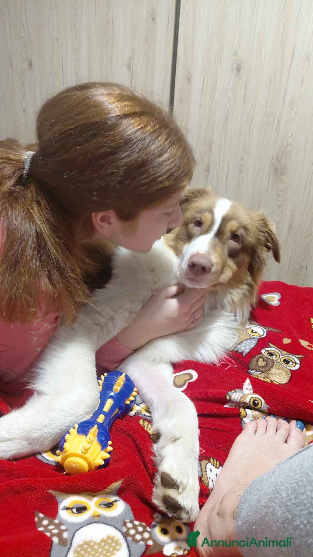 Australian Shepherd cani per accoppiamento: Pastore australiano  - Annuncio 13