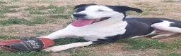 Meticcio cani in regalo: Tequila: taglia grande, cerca adozione o stallo  - Annuncio 22