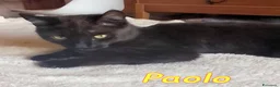 Europeo gatti in regalo: GATTINO DI SEI MEI SUPERAFFETTUOSO - Annuncio 2
