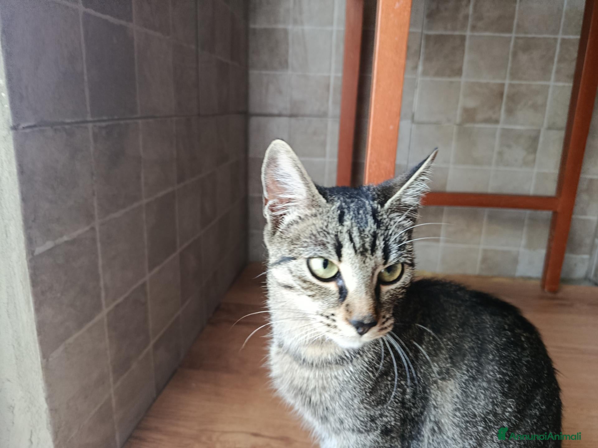Altre razze gatti in regalo: Pepe🖤Dora🤍 e Cookie🤎 (IN REGALO,NON IN VENDITA) - Annuncio 14