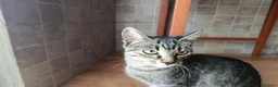 Altre razze gatti in regalo: Pepe🖤Dora🤍 e Cookie🤎 (IN REGALO,NON IN VENDITA) - Annuncio 1