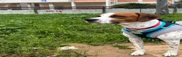 Beagle cani per accoppiamento: Accoppiamento  - Annuncio 4