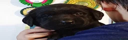 Labrador cani in vendita: Labrador Retriever neri linee inglesi  - Annuncio 3