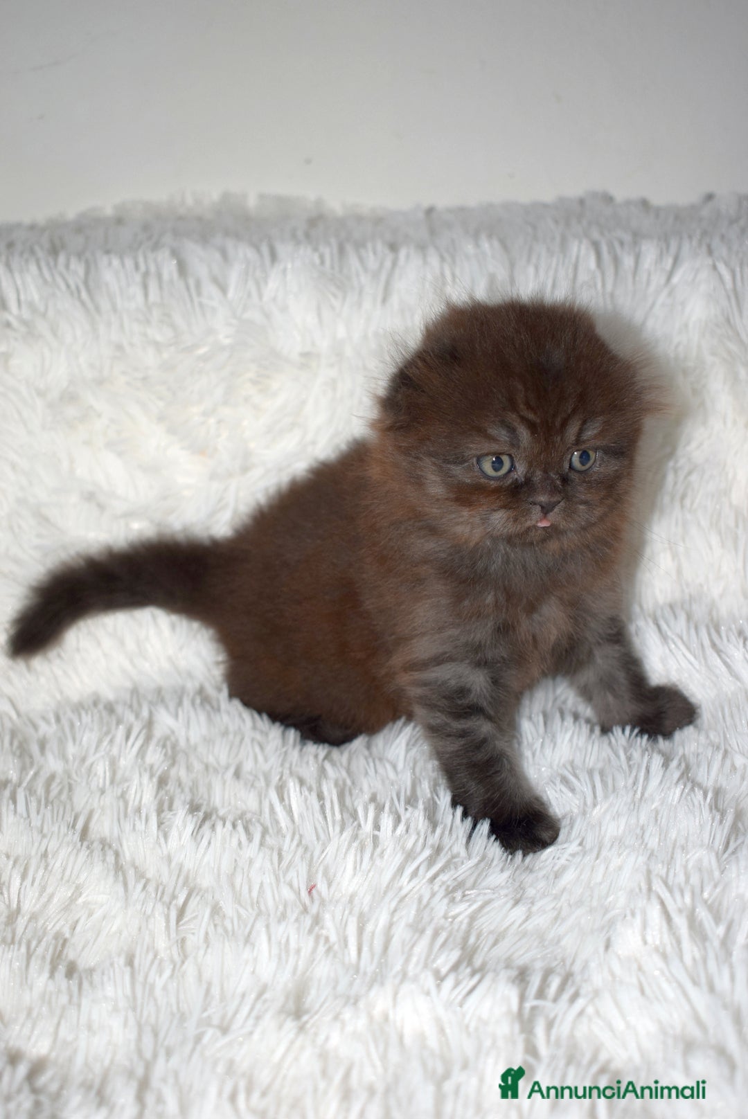 Scottish gatti in vendita: Scottish fold  a Provincia di Reggio Emilia - Annuncio 10