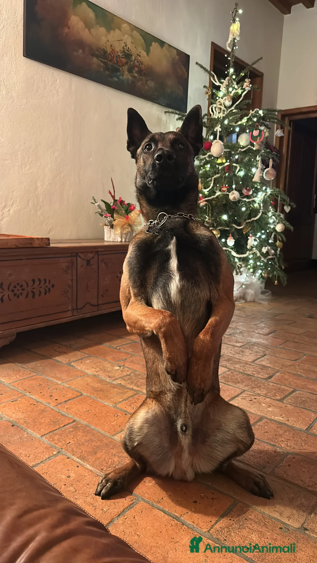 Pastore Belga cani per accoppiamento: Pastore belga malinois da monta - Annuncio 4