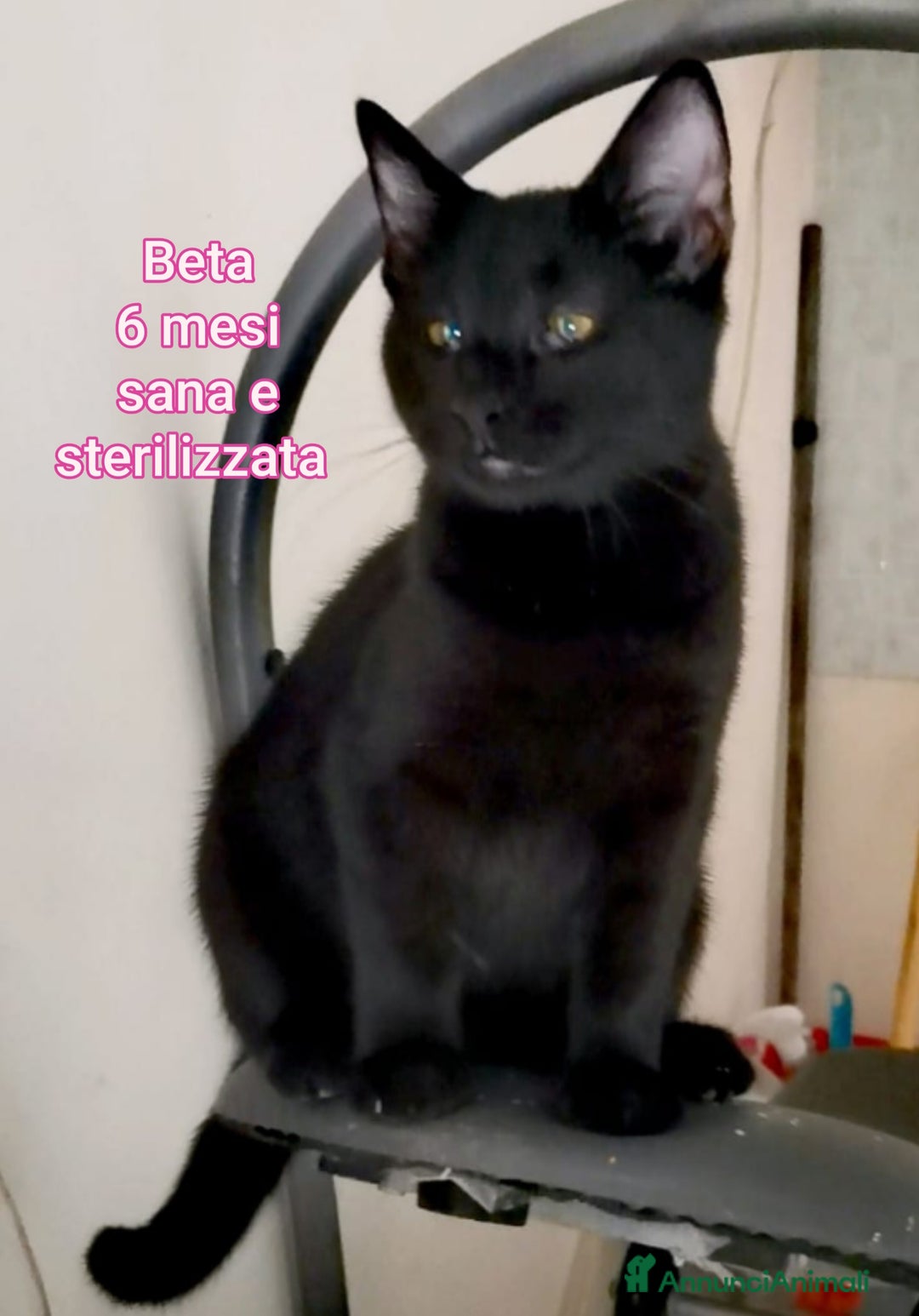 Europeo gatti in regalo: MICINI ABBANDONATI! URGENTE  - Annuncio 12