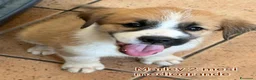 Meticcio cani in regalo: TANTI CUCCIOLI SOLI! a Provincia di Vicenza - Annuncio 4