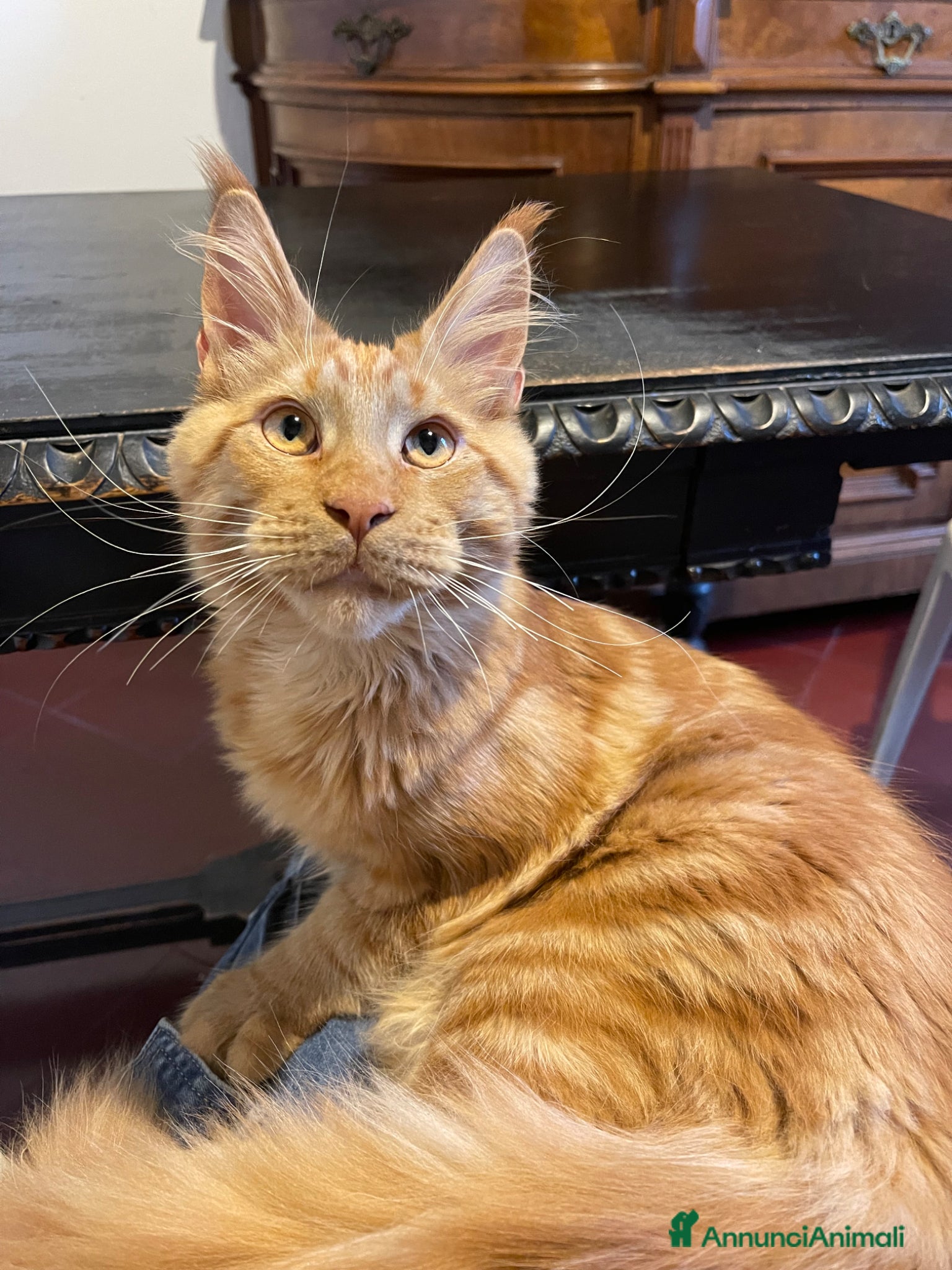 Maine Coon gatti in vendita: Maine Coon 9 mesi  a Provincia di Varese - Annuncio 2