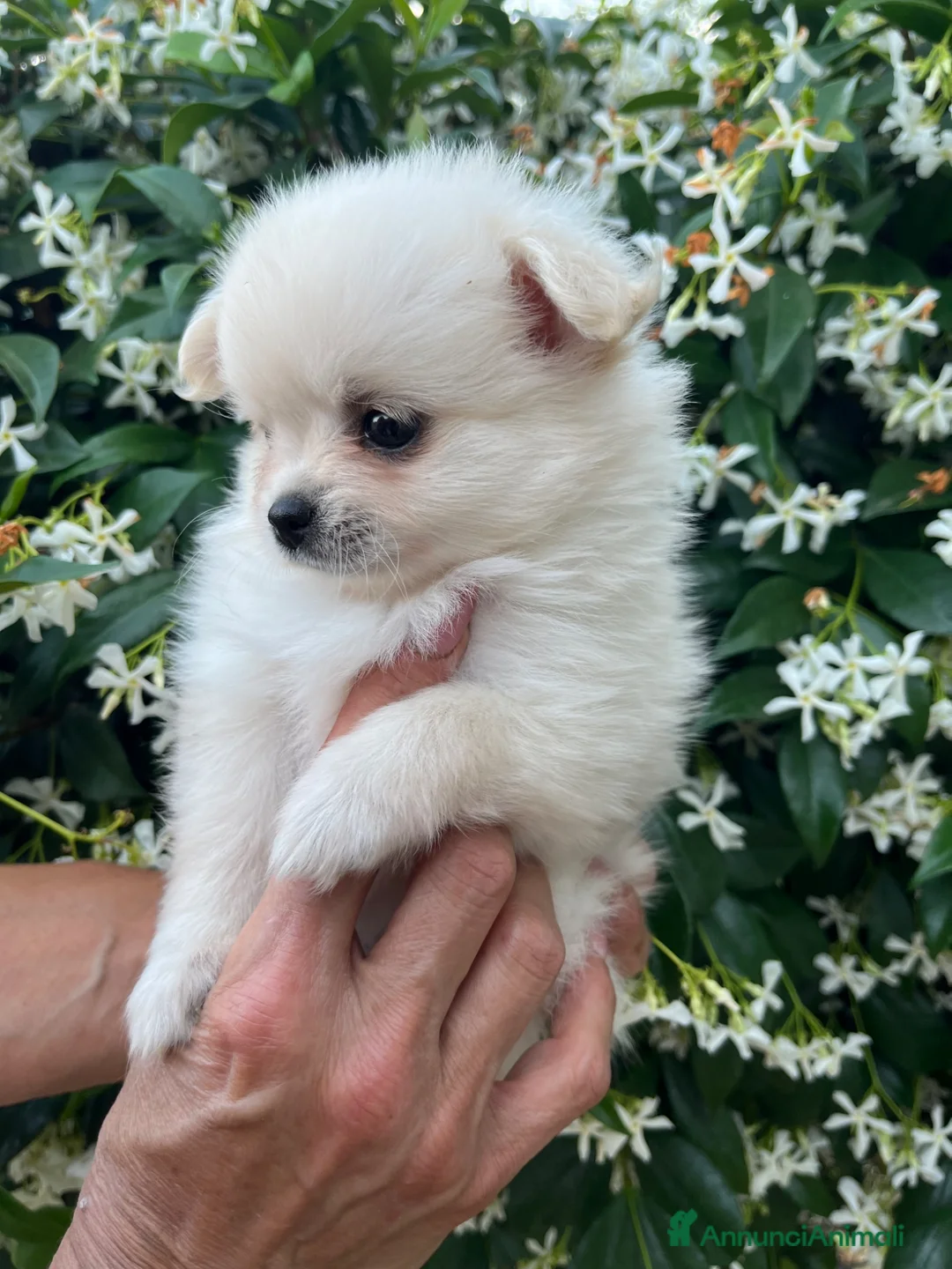 Chihuahua cani in vendita: Chihuahua femmina  - Annuncio 1