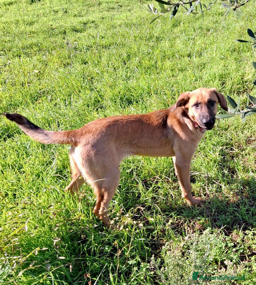 Meticcio cani in regalo: MORA 🩷 - cucciola. Apri il tuo cuore! Cerca casa - Annuncio 3