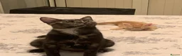Meticcio gatti in regalo: Tiziano e Valentino 2 mesi  - Annuncio 3