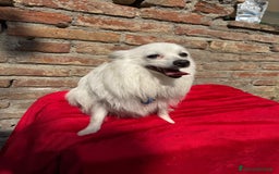 Volpino Italiano cani in vendita: Volpino puro  a Provincia di Lucca - Immagine 4