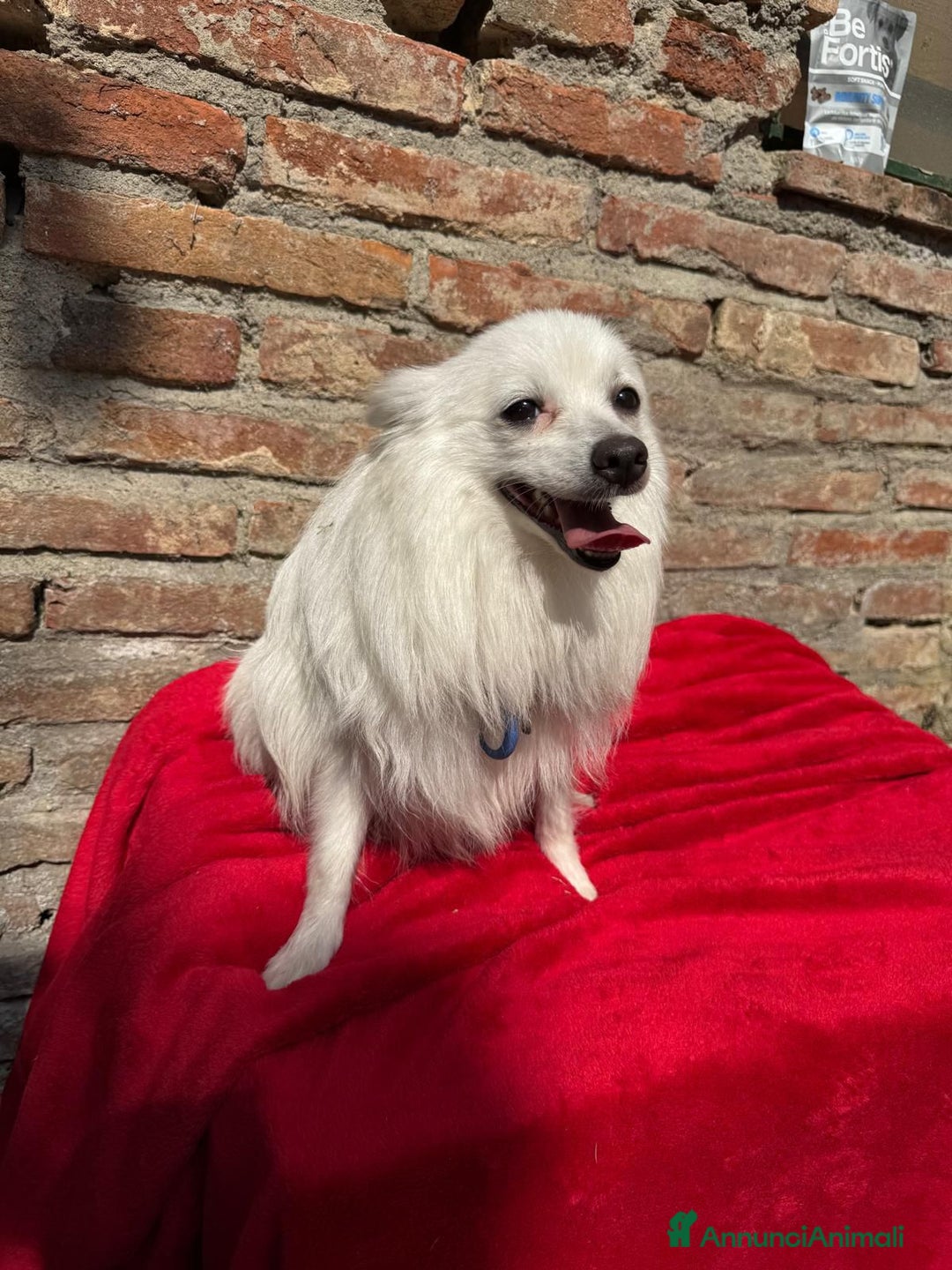 Volpino Italiano cani in vendita: Volpino puro  a Provincia di Lucca - Immagine 4