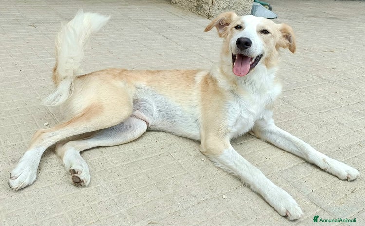 Meticcio cani a Città metropolitana di Palermo - Annuncio 5